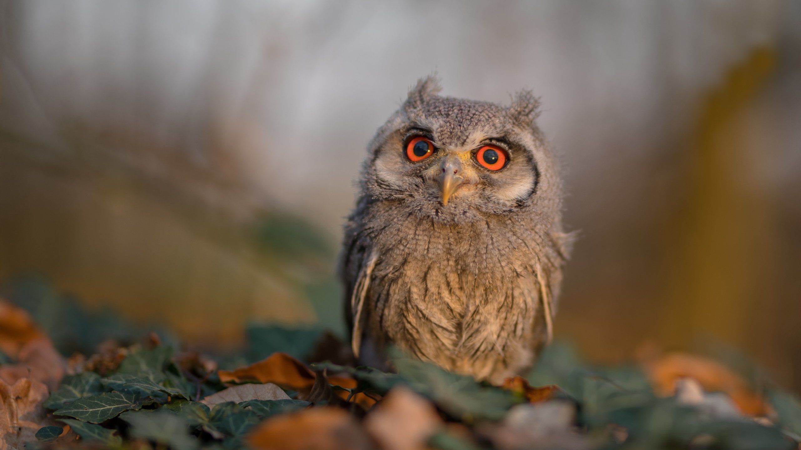 加西亚强调德布劳内在国家队中的关键作用。，加西亚vs德文哈尼