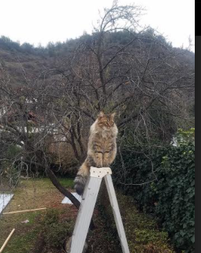 拜仁中场新星崭露头角，连续5场表现抢眼，拜仁 中场